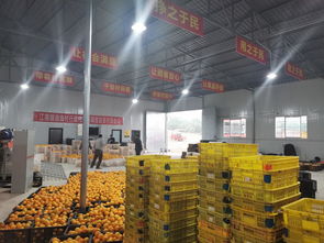 南溪區江南鎮農產品初加工廠 熱火朝天促加工，農副產品暢銷路