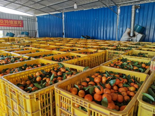 清新砂糖桔上市 甜蜜來襲，你嘗鮮了嗎？