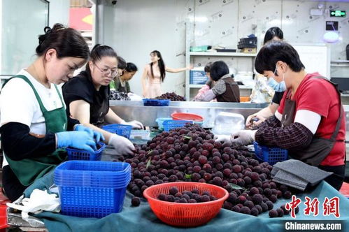 八閩千姿 僑鄉楊梅紅透山海，初級農產品收購助力產業升級