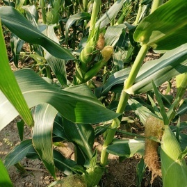 漢川玉米甜瓜產地直通，專業代辦王超進助力初級農產品高效收購